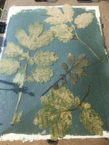 Disposer des feuilles préalablement séchées dans une presse ou dans un livre, sur une feuille de papier, posé sur un support.