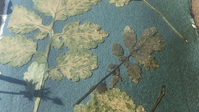 Disposer des feuilles préalablement séchées dans une presse ou dans un livre, sur une feuille de papier, posé sur un support.