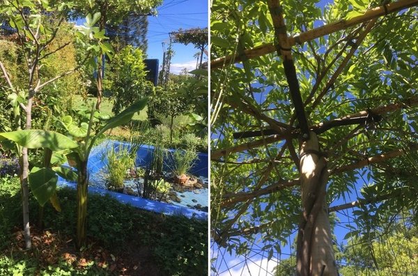 Bassin de Complantation : Contemplation de Catherine Baas et Christophe Tardy un bassin à contempler,  un jardin à contempler.