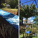 Toile horizontale avec impressions de feuillages pour ce chemin de végétaux jouant avec le soleil dans le jardin de la Médiathèque Noailles.