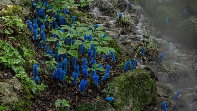 Les Goupignons : ces fibres recyclées, qu’elles soient naturelles, métalliques ou synthétiques, se prêtent immédiatement au biomimétisme et permettent de suggérer une multitude d’organismes vivants.