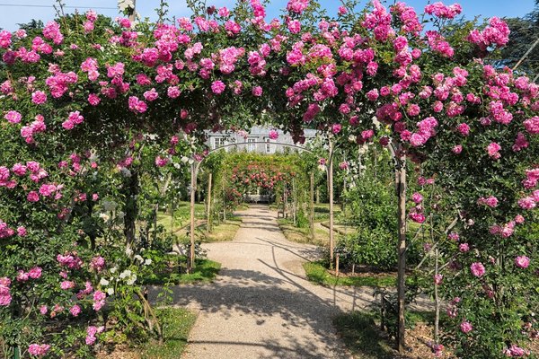 La roseraie en fleurs.
