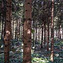 Plantée d’épicéas, de pins et de sapins, la forêt vosgienne rappelle l’enfance, du jeune Albert Kahn.