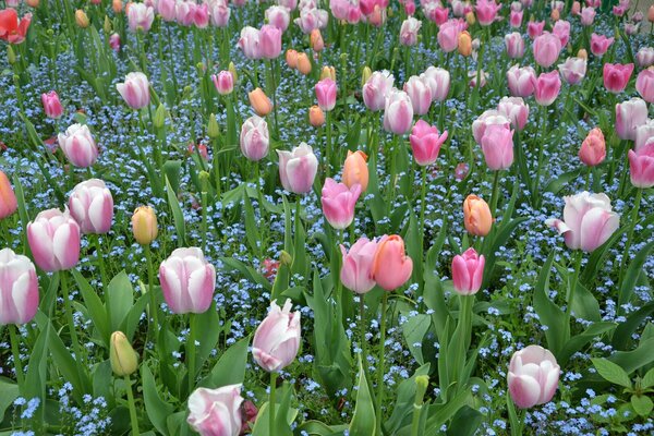 Les tulipes, premières fleurs du jardin que Monet aimait tant représenter.